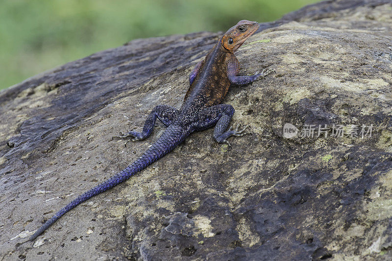 Mwanza平头岩石agama (agama mwanzae)， Agamidae科的一种蜥蜴。肯尼亚马赛马拉国家保护区